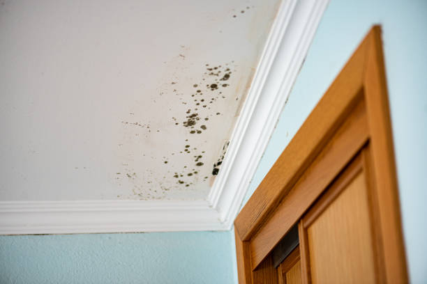 Best Insurance-Related Mold Remediation in Shannon, GA